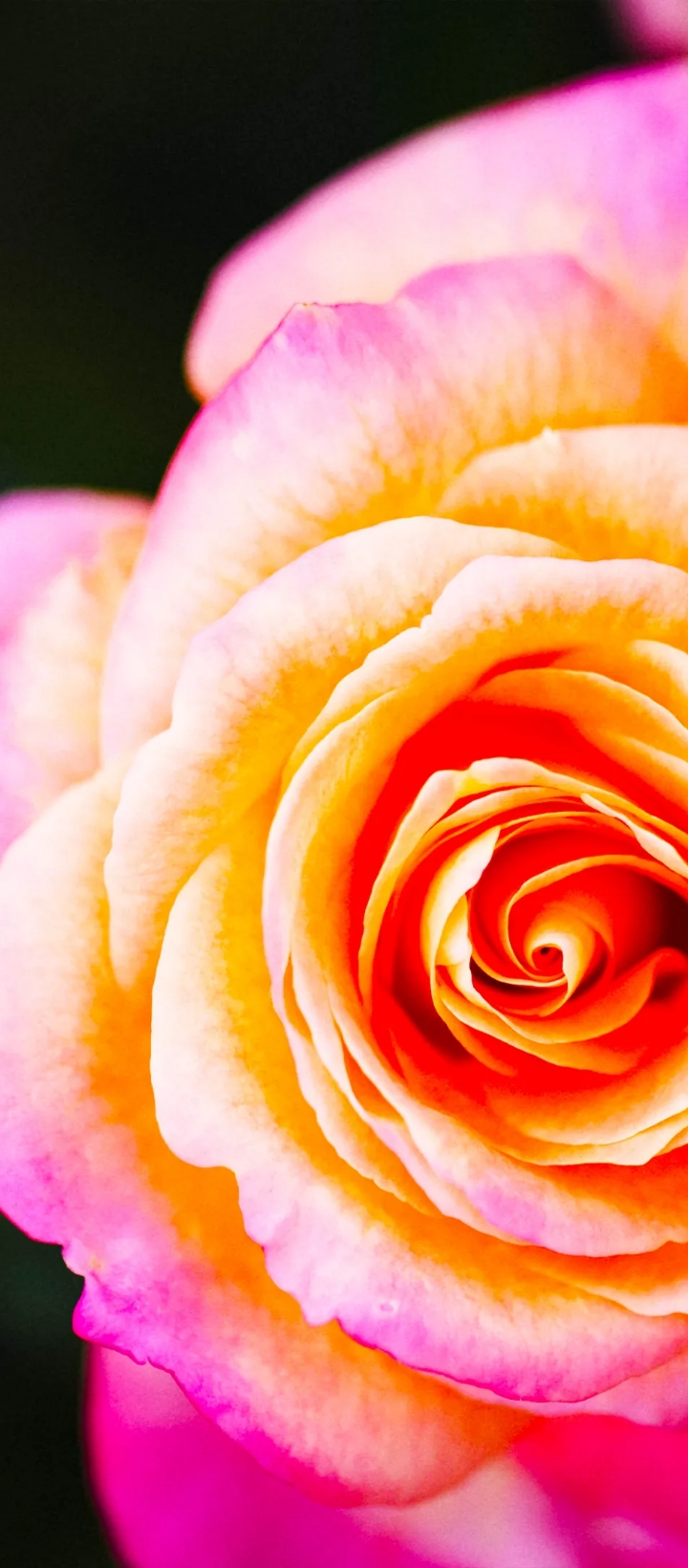 Muhammad Maroof Subhani