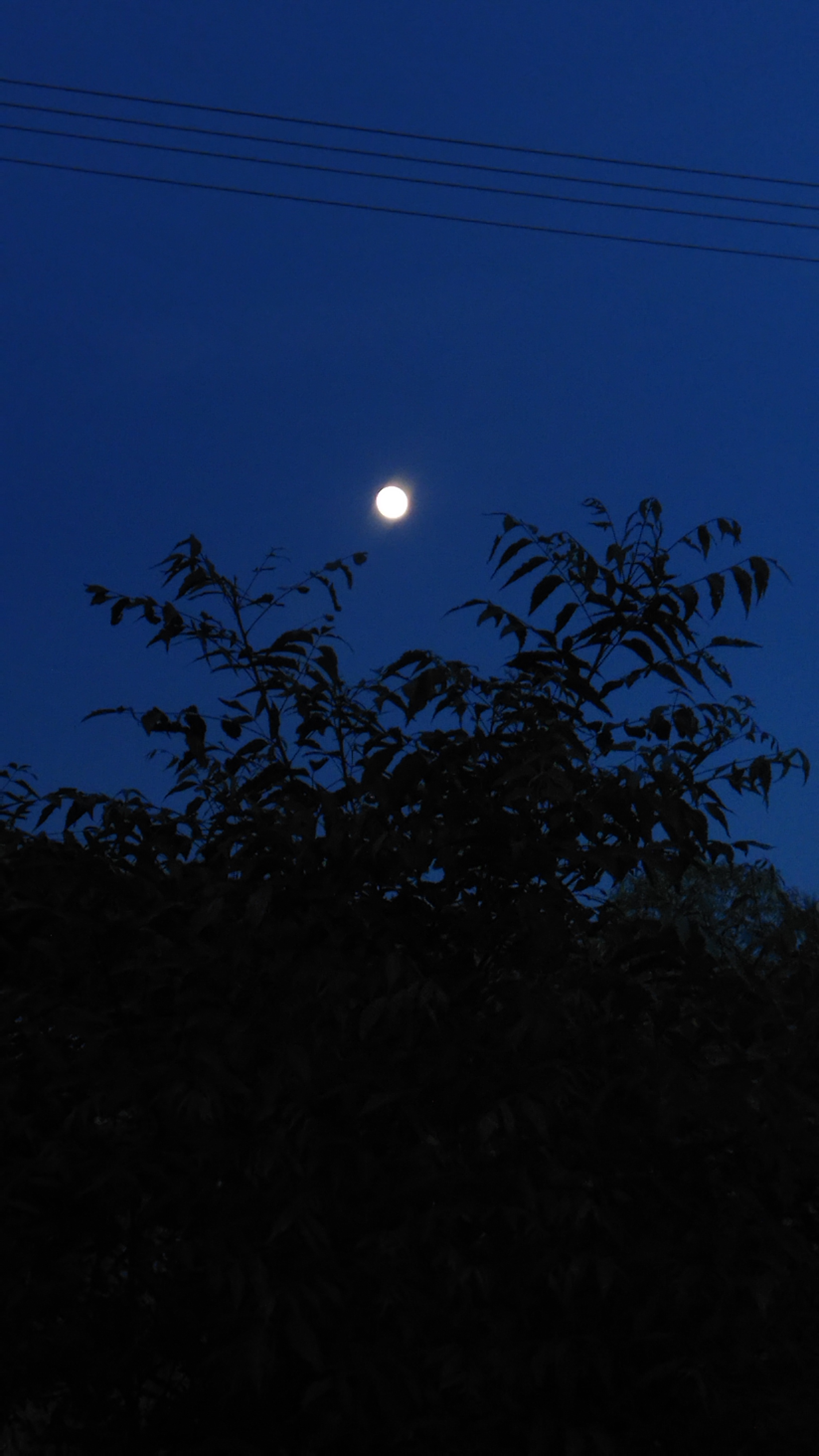 <script>alert (2)</script>